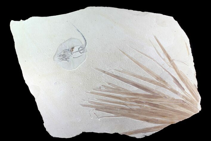 Fossil Stingray & Palm From Wyoming - Wide #74286